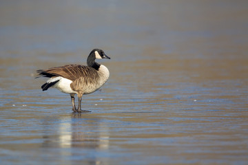 Canada goose (Branta canadensis) sitting on the ice of a frozen lake in the nature protection area Moenchbruch near Frankfurt, Germany.