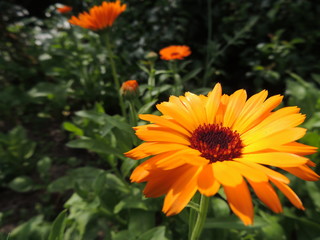 yellow flowers in the garden