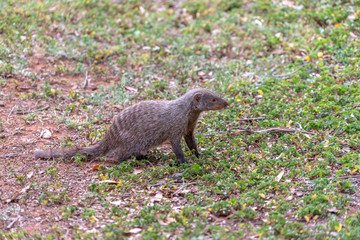 Banded Mongoose (Mungos mungo)