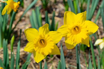 Fototapeta premium Yellow narcissus flowers at a garden 