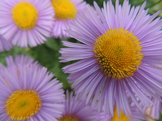 Obraz premium the flowers in the garden.different flowers on the plot near the house.