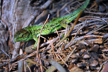 Emerald green lizard on ground with dry  pine needles and cones, macro close up detail, soft blurry bokeh background