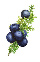 Black forest northern berries of the crowberry, painted in watercolor. Ideal for wedding invitations, cards, logos