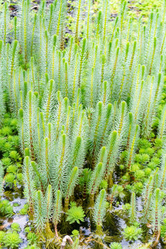 mares tail, mares tail, aquatic plant