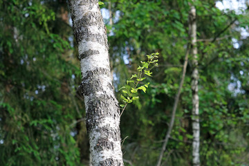 birch