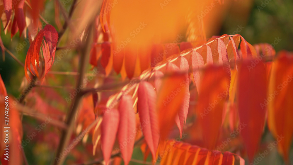 Poster red leaves on the tree swaying in the wind