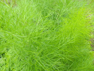 green grass with water drops of dew