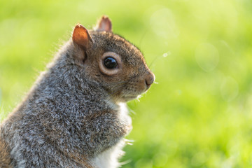 Gray Squirrel (Sciurus carolinensis) in the UK