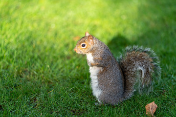 Obraz premium Gray Squirrel (Sciurus carolinensis) in the UK