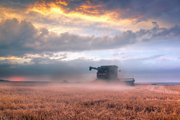 Combine harvester harvests in the field at sunset. Improved bright light, selective focus.