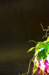 Rainbow stripes, steps with leaves, futurism abstraction on a black background