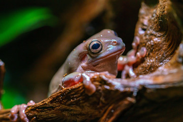 White’s Tree Frog (Litoria caerulea) (captive)