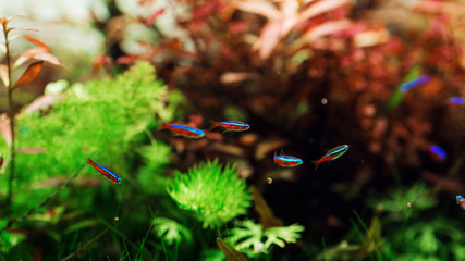 aquascape, aquascaping, hardscape, aquarium, hardmade, natureaquarium, green, nature