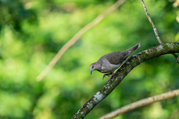 West Peruvian Dove (Zenaida meloda), Costa Rica