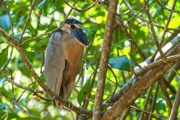 Boat-billed Heron (Cochlearius cochlearius)