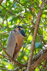 Boat-billed Heron (Cochlearius cochlearius)