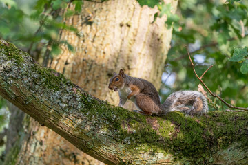 Gray Squirrel (Sciurus carolinensis) in the UK