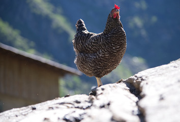 Deutscher Sperber Henne auf einem Felsen