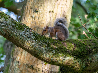 Gray Squirrel (Sciurus carolinensis) in the UK