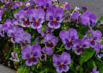 Gentle purple flowers of pansies in the summer garden.