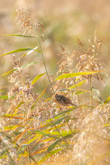 Reed Bunting (Emberiza schoeniclus) taken in the UK