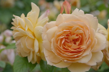orange rose flowers in the garden