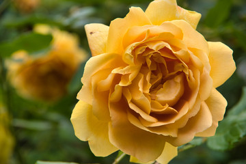 yellow rose flower in the garden