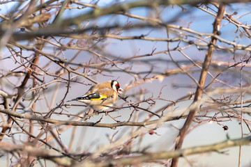 European Goldfinch (Carduelis carduelis) in the UK