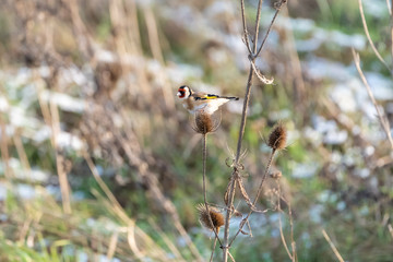 European Goldfinch (Carduelis carduelis) in the UK