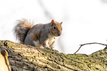 Gray Squirrel (Sciurus carolinensis) in the UK