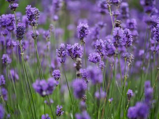 Lavender Flowers
