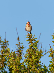 European Goldfinch (Carduelis carduelis) in the UK