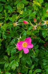 Pink flowers of wild rose against the background of green leaves.