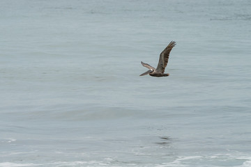 Brown Pelican (Pelecanus occidentalis)