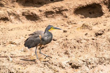 Bare-throated Tiger Heron (Tigrisoma mexicanum) in Costa Rica