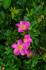 Pink flowers of wild rose against the background of green leaves.