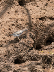 Spotted Sandpiper (Actitis macularius) in Costa Rica