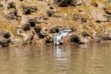 Spotted Sandpiper (Actitis macularius) in Costa Rica