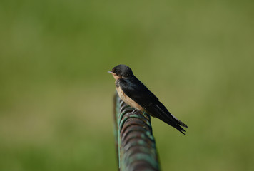 Barn Swallows