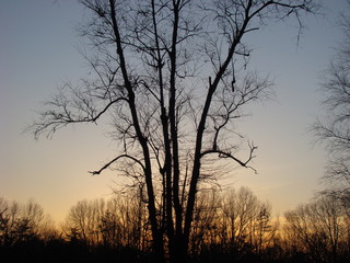 Fototapeta na wymiar tree sunset