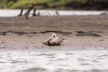 Brown Pelican (Pelecanus occidentalis)