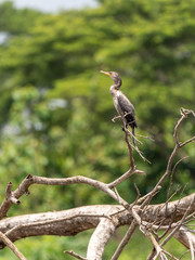 Neotropic Cormorant (Phalacrocorax brasilianus) in Costa Rica