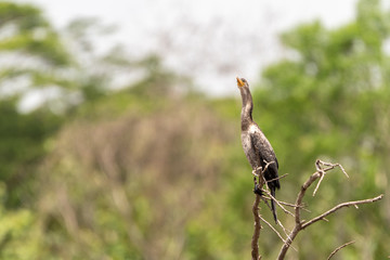 Neotropic Cormorant (Phalacrocorax brasilianus) in Costa Rica