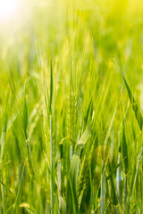 Spike of barley on a cereal field with a sunbeam and a flare, vertical. Green bright sunny ripe ears of rye wheat barley on a farm field. Spikelets of cereals in the bright rays of the sun