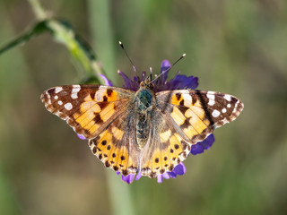 Painted lady (Vanessa cardui) on a flower