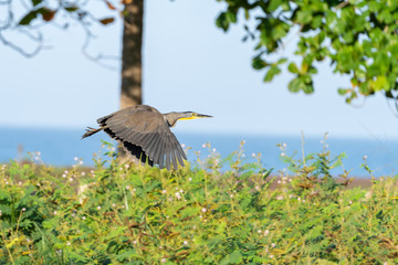 Bare-throated Tiger Heron (Tigrisoma mexicanum) in Costa Rica
