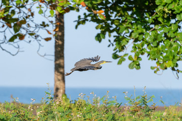 Bare-throated Tiger Heron (Tigrisoma mexicanum) in Costa Rica