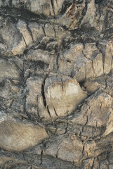 palm trunk bark