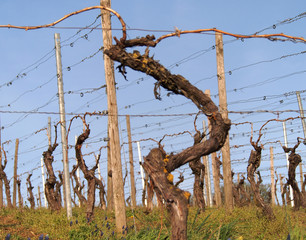 Winanbau und Weinberg im Herbst