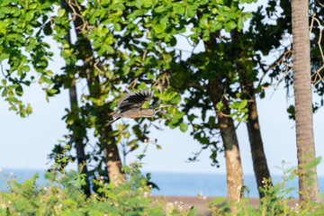 Bare-throated Tiger Heron (Tigrisoma mexicanum) in Costa Rica
